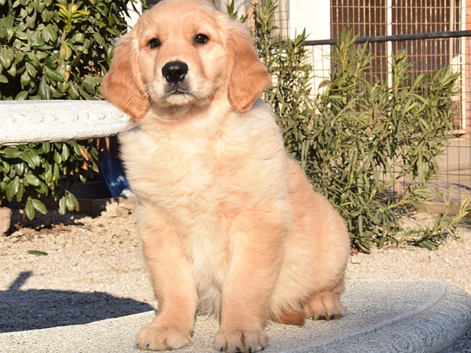 Perros Golden Retriever en venta