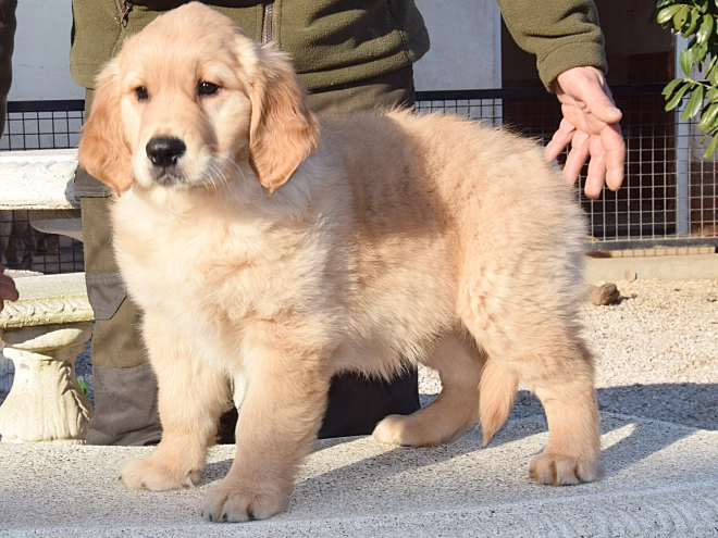 Perros Golden Retriever en venta