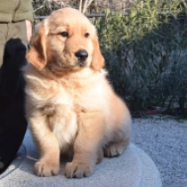 Perros Golden Retriever en venta