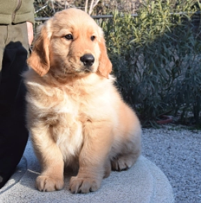 Golden Retriever puppy for sale