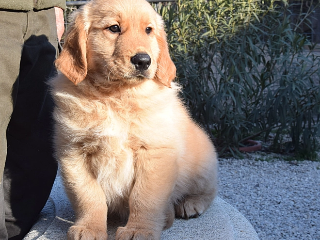 Golden Retriever puppy for sale
