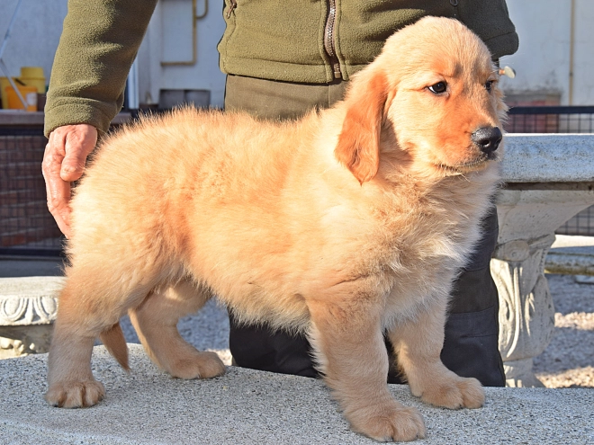 Golden Retriever puppy for sale