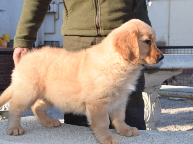 Golden Retriever puppy for sale