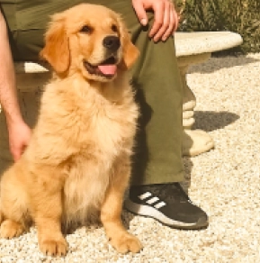 Golden Retriever puppy for sale