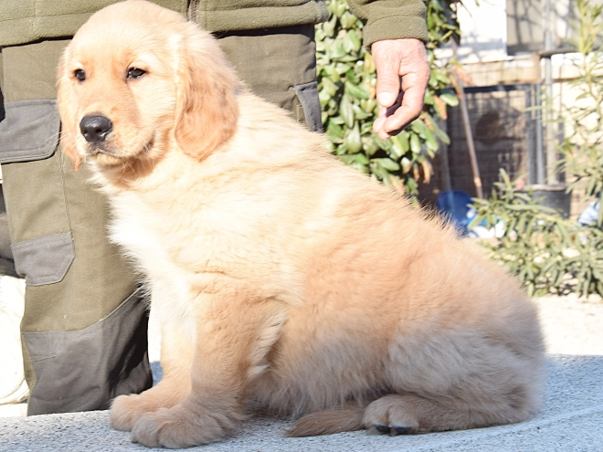 Golden Retriever puppy for sale