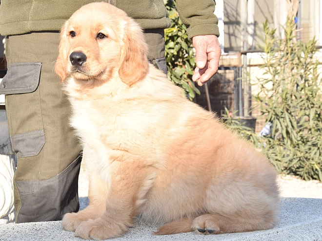 Golden Retriever puppy for sale