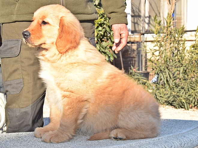 Golden Retriever puppy for sale