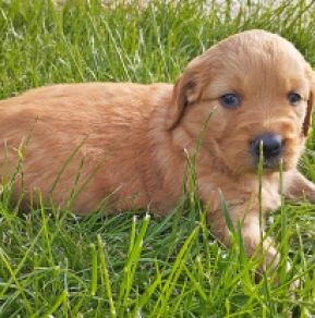 Perros Golden Retriever en venta