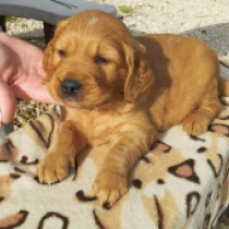 Jagger, golden Golden Retriever for sale