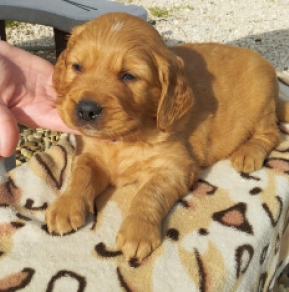 Perros Golden Retriever en venta