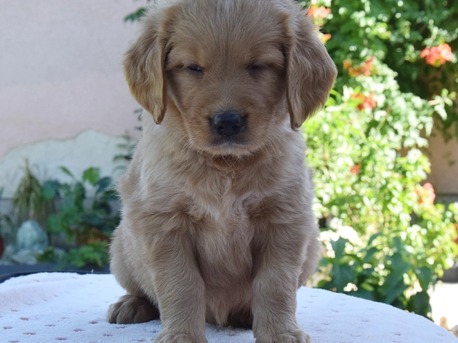 Golden Retriever puppy for sale