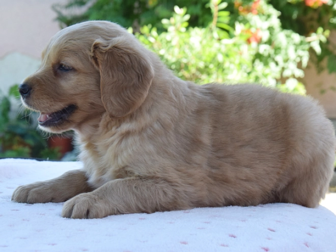 Golden Retriever puppy for sale