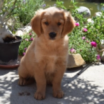 Comet, golden Golden Retriever Welpen kaufen