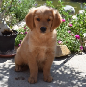 Comet, golden Golden Retriever Welpen kaufen