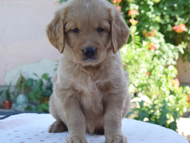 Golden Retriever puppy for sale