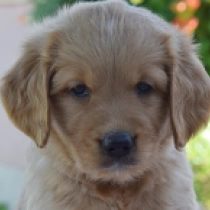 Comet, golden Golden Retriever en venta