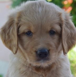 Golden Retriever puppy for sale