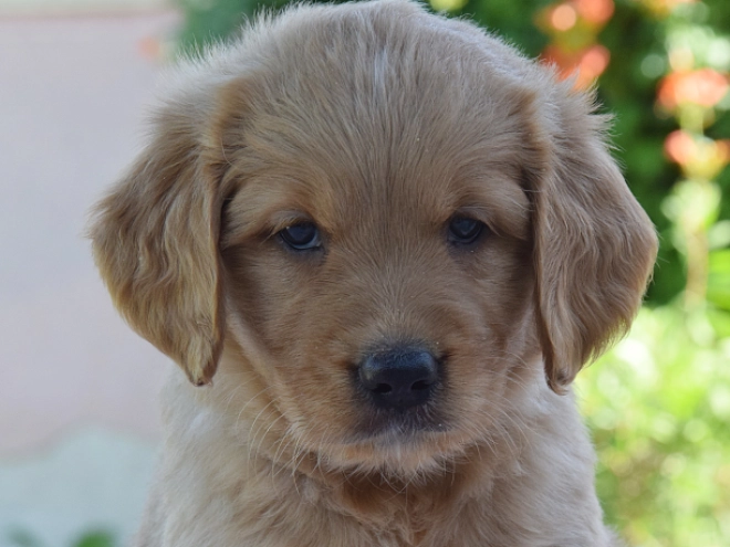 Golden Retriever puppy for sale