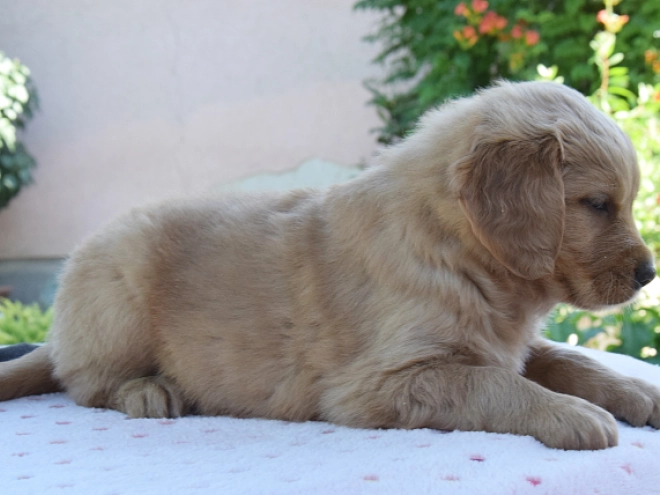Golden Retriever puppy for sale