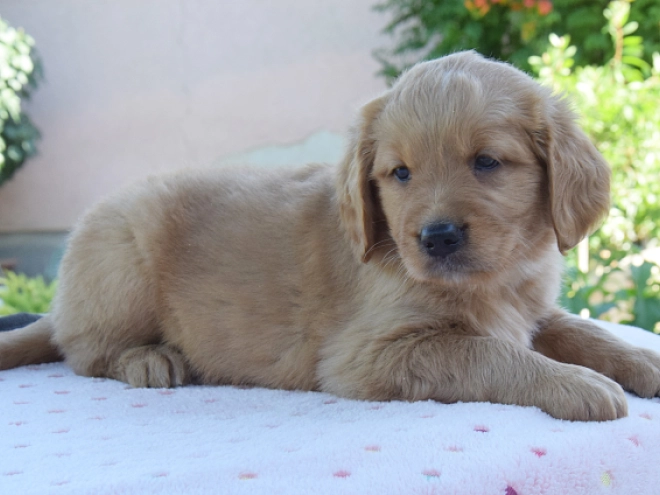 Golden Retriever puppy for sale