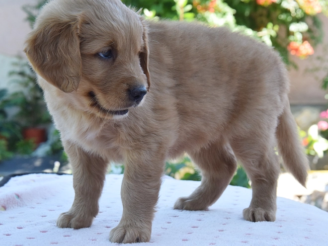 Golden Retriever puppy for sale