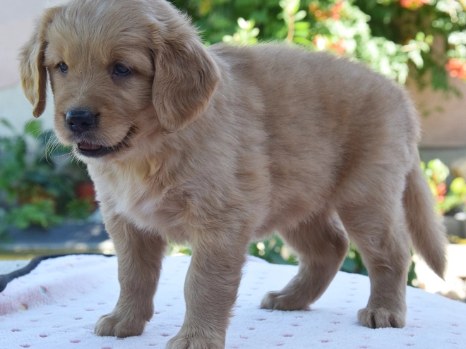 Golden Retriever puppy for sale