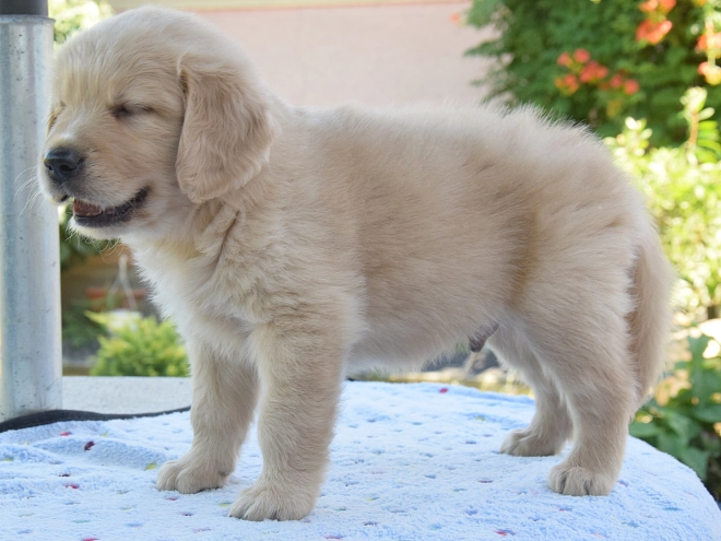 Perros Golden Retriever en venta