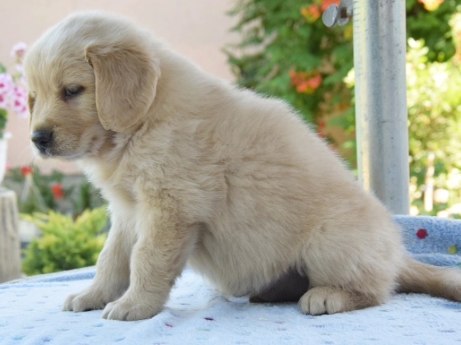 Perros Golden Retriever en venta