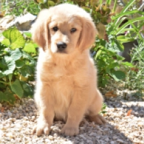 Brandon, golden Golden Retriever Welpen kaufen