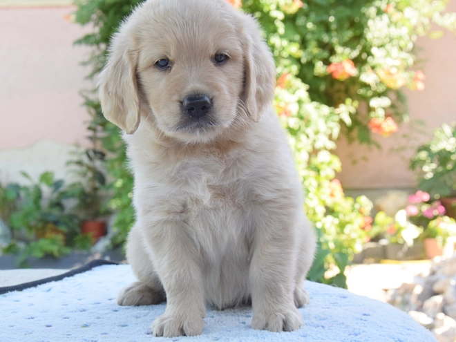 Perros Golden Retriever en venta