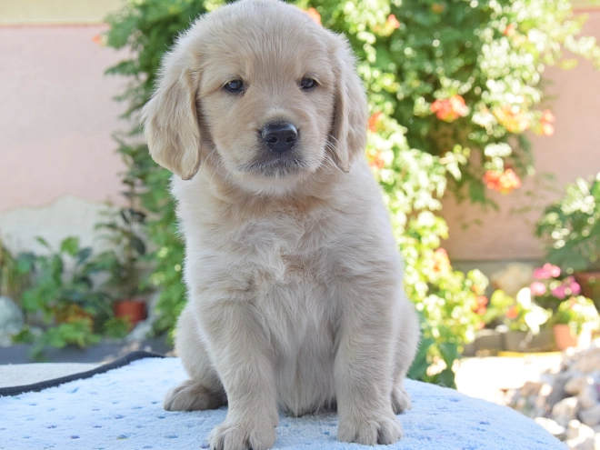 Perros Golden Retriever en venta