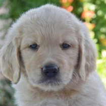 Brandon, golden Golden Retriever en venta