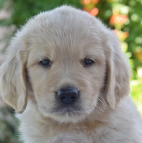 Golden Retriever puppy for sale