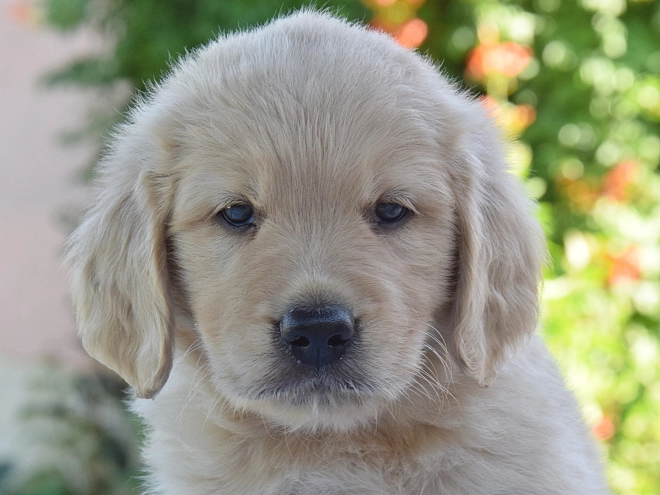 Perros Golden Retriever en venta