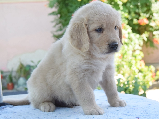 Perros Golden Retriever en venta
