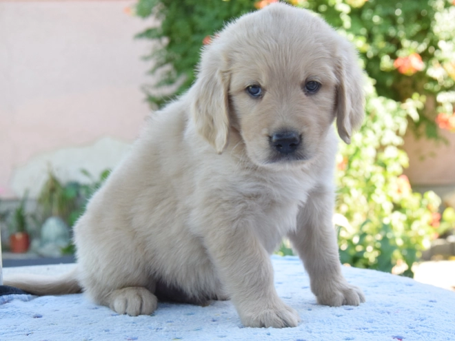 Perros Golden Retriever en venta