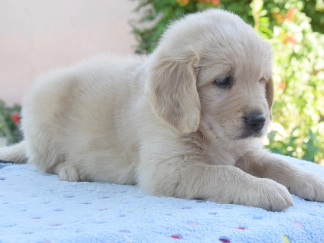 Perros Golden Retriever en venta