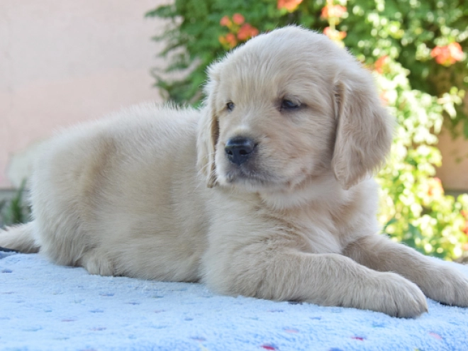Perros Golden Retriever en venta