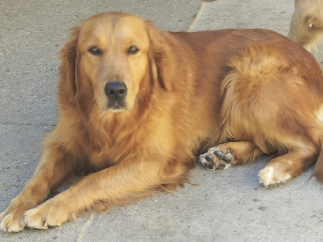 Golden Retriever puppy for sale