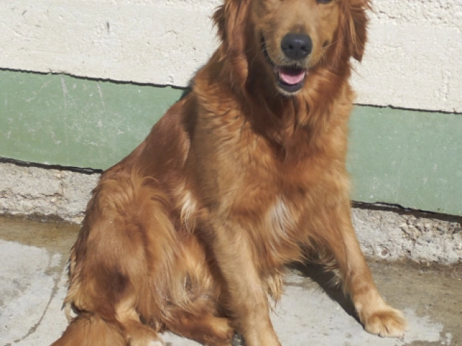 Golden Retriever puppy for sale