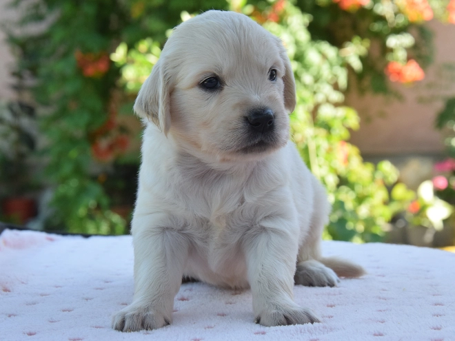 Golden Retriever Welpe kaufen