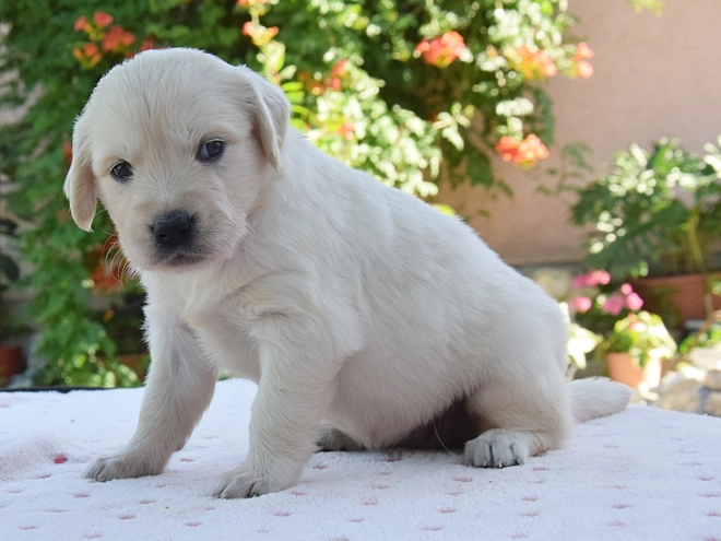 Golden Retriever Welpe kaufen