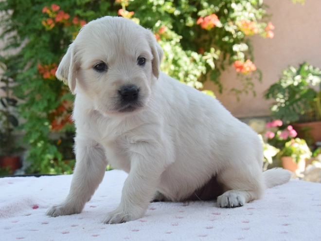 Golden Retriever Welpe kaufen