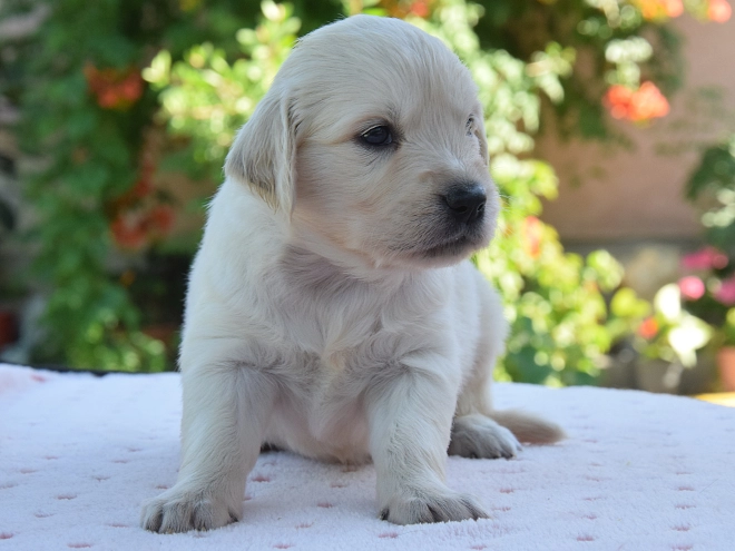 Golden Retriever Welpe kaufen