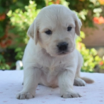 Santa Paws, cream Golden Retriever en venta
