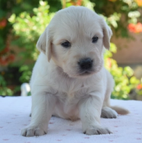 Golden Retriever puppy for sale