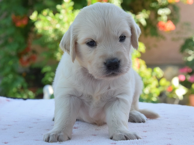 Golden Retriever Welpe kaufen