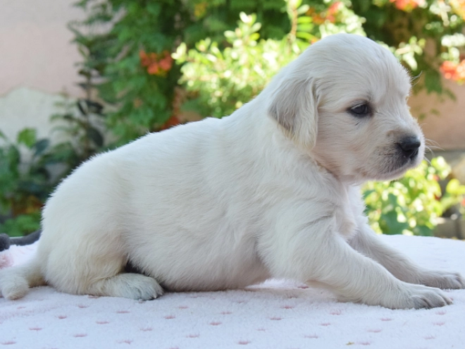 Golden Retriever Welpe kaufen