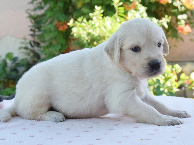 Golden Retriever Welpe kaufen