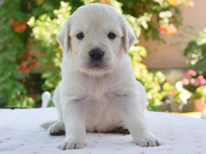 Perros Golden Retriever en venta